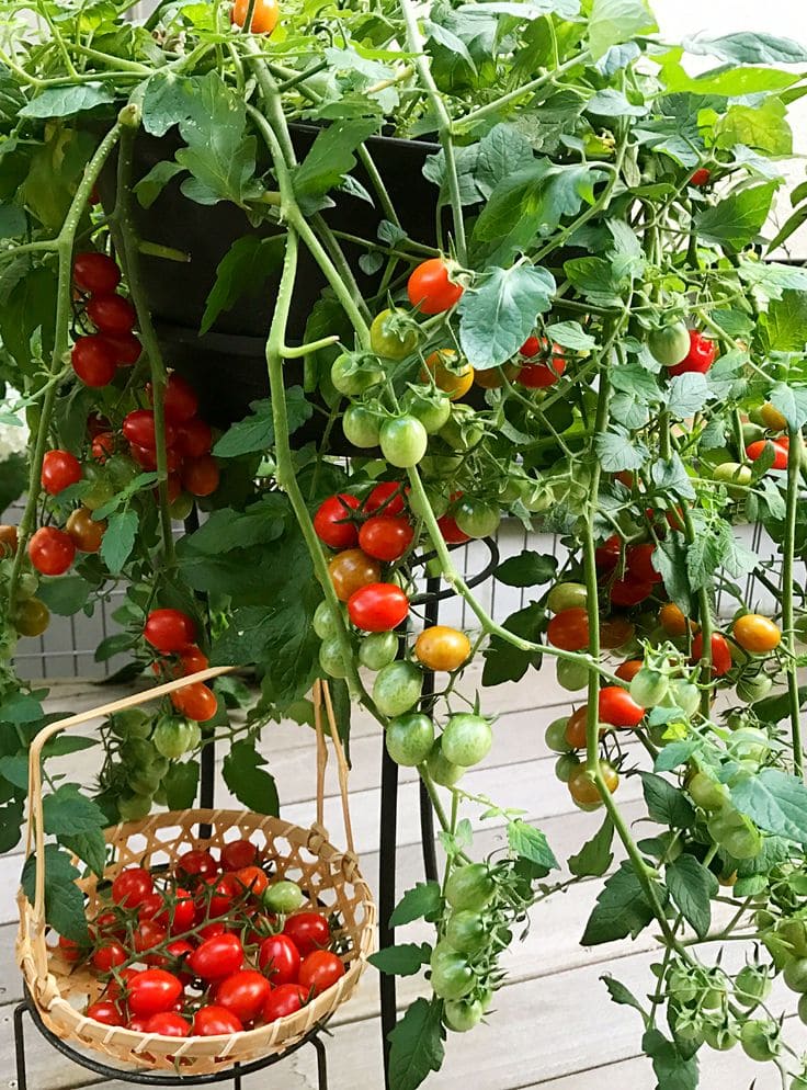Following These 15 Tricks Helps You Harvest Brag of Tomatoes