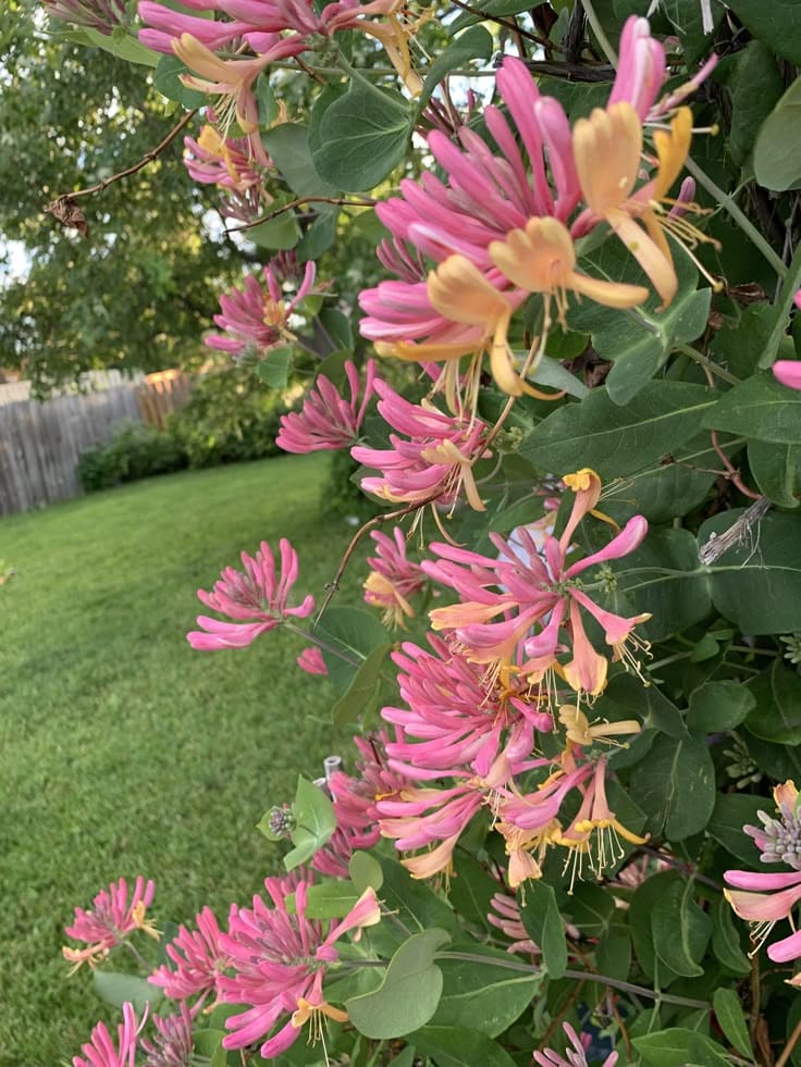 10 Fastest Growing Vines for Trellises That’ll Cover Any Space in No Time