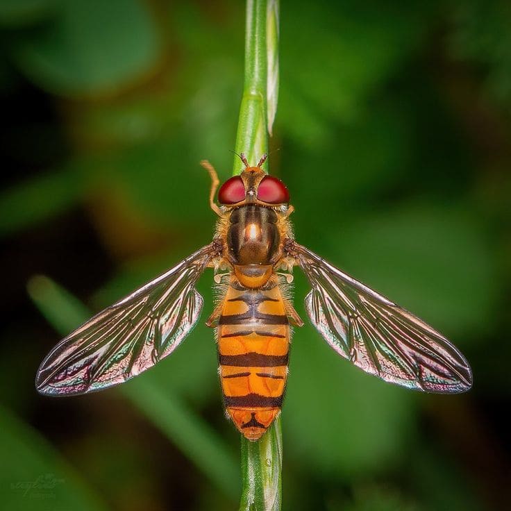 10 Beneficial Insects You Should Invite to Your Garden