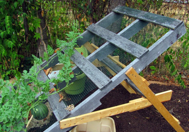 Here's A Simple Trick Makes Your Watermelon Sweeter, Juicier, and Easier to Grow