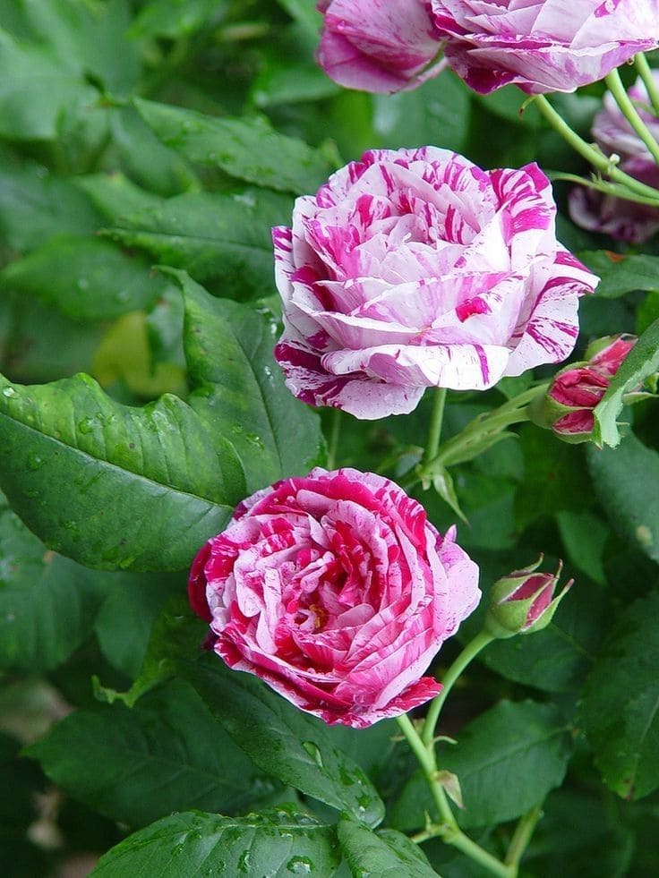 How to Graft a Rose Bush for Multi-Colored Blooms