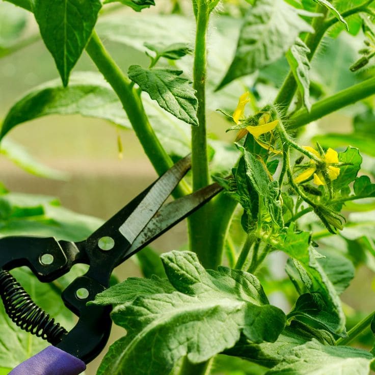 How to Prune Tomato Plants Like a Pro for Bigger, Juicier Harvests