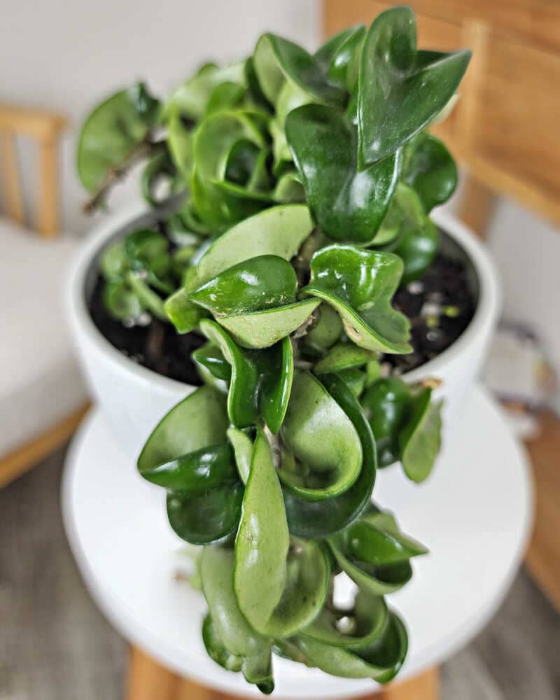 15 Strange Houseplants That Make Your Home Look Like a Botanical Wonderland
