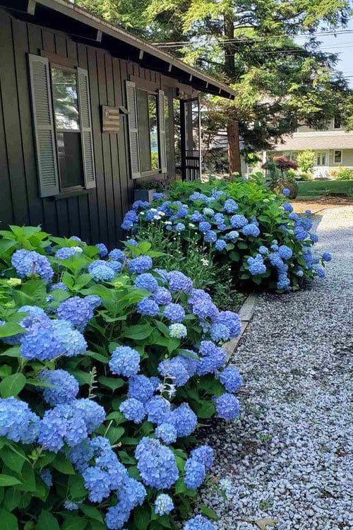 Hydrangea Colors & Soil pH: How To Make Your Blooms Blue, Pink, Or Even Purple