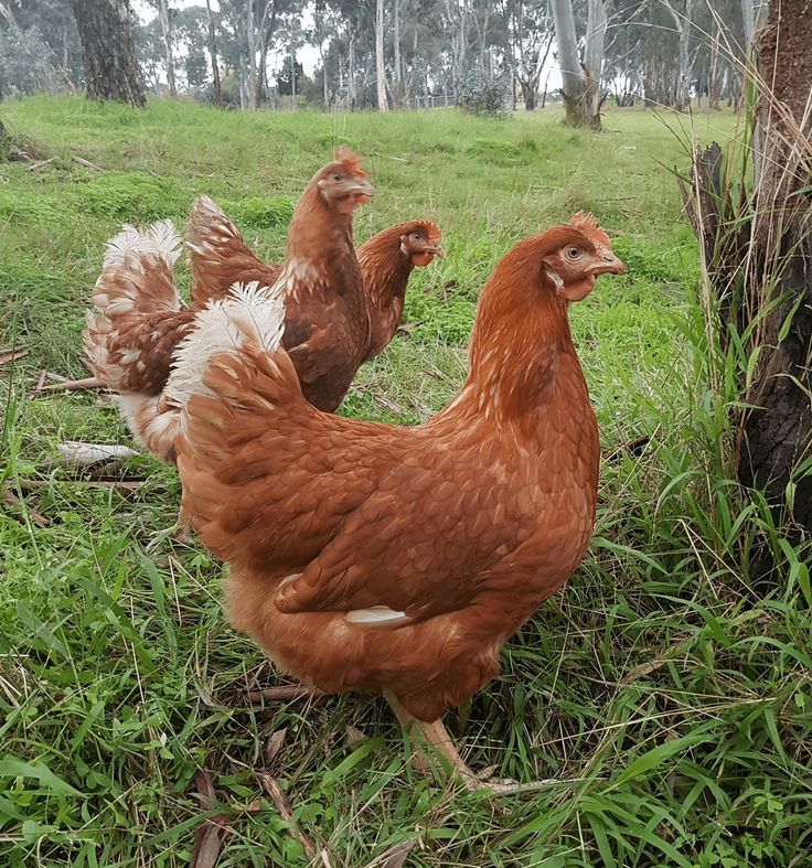 Top 10 Best Laying Hen Breeds for Fresh Eggs All Year Round