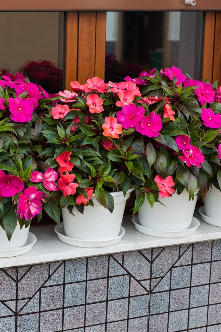 15 Shade-Loving Plants That Beat the Heat (And Still Look Gorgeous Doing It)