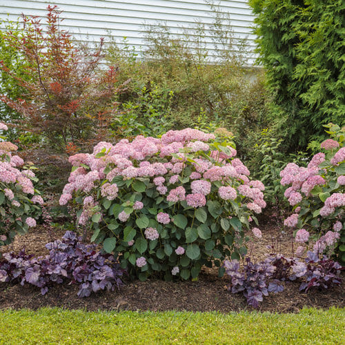 12 Popular Hydrangea Varieties Every Garden Lover Should Know