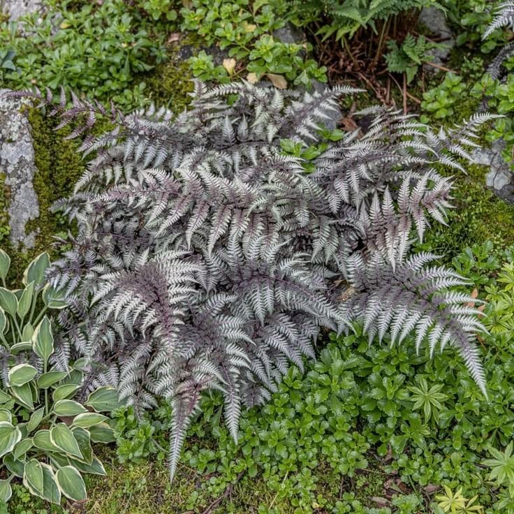 15 Shade-Loving Plants That Beat the Heat (And Still Look Gorgeous Doing It)