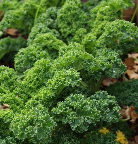 12 Vegetables That Grow Well in July (And Exactly How To Grow Them Right)