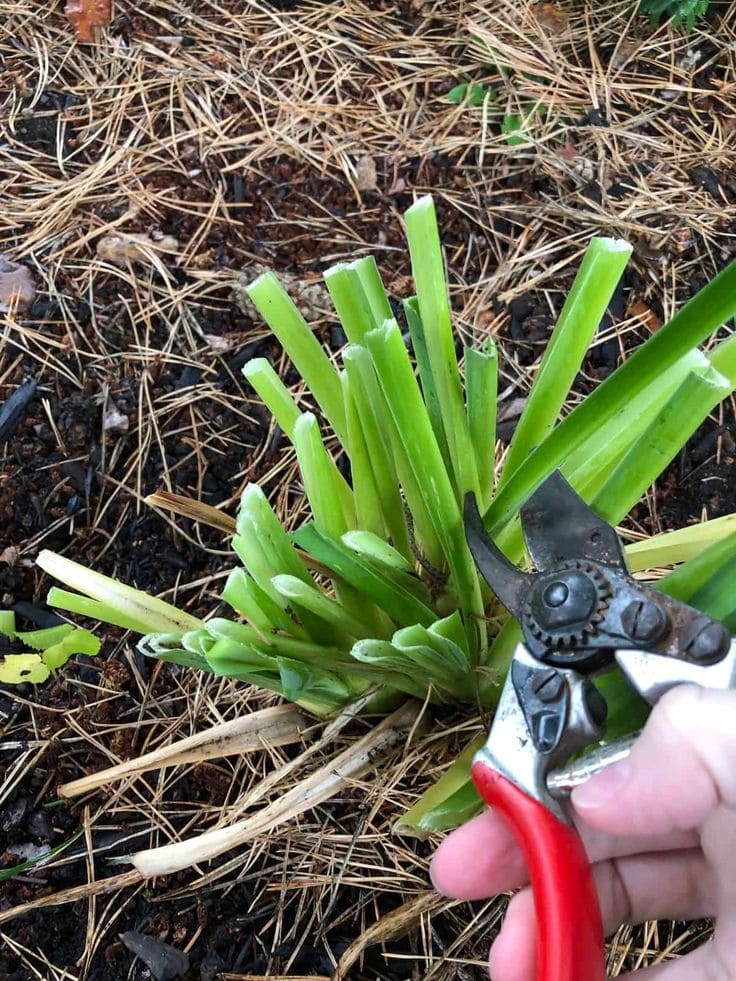 When and How to Cut Back Irises For Better Blooms Next Year