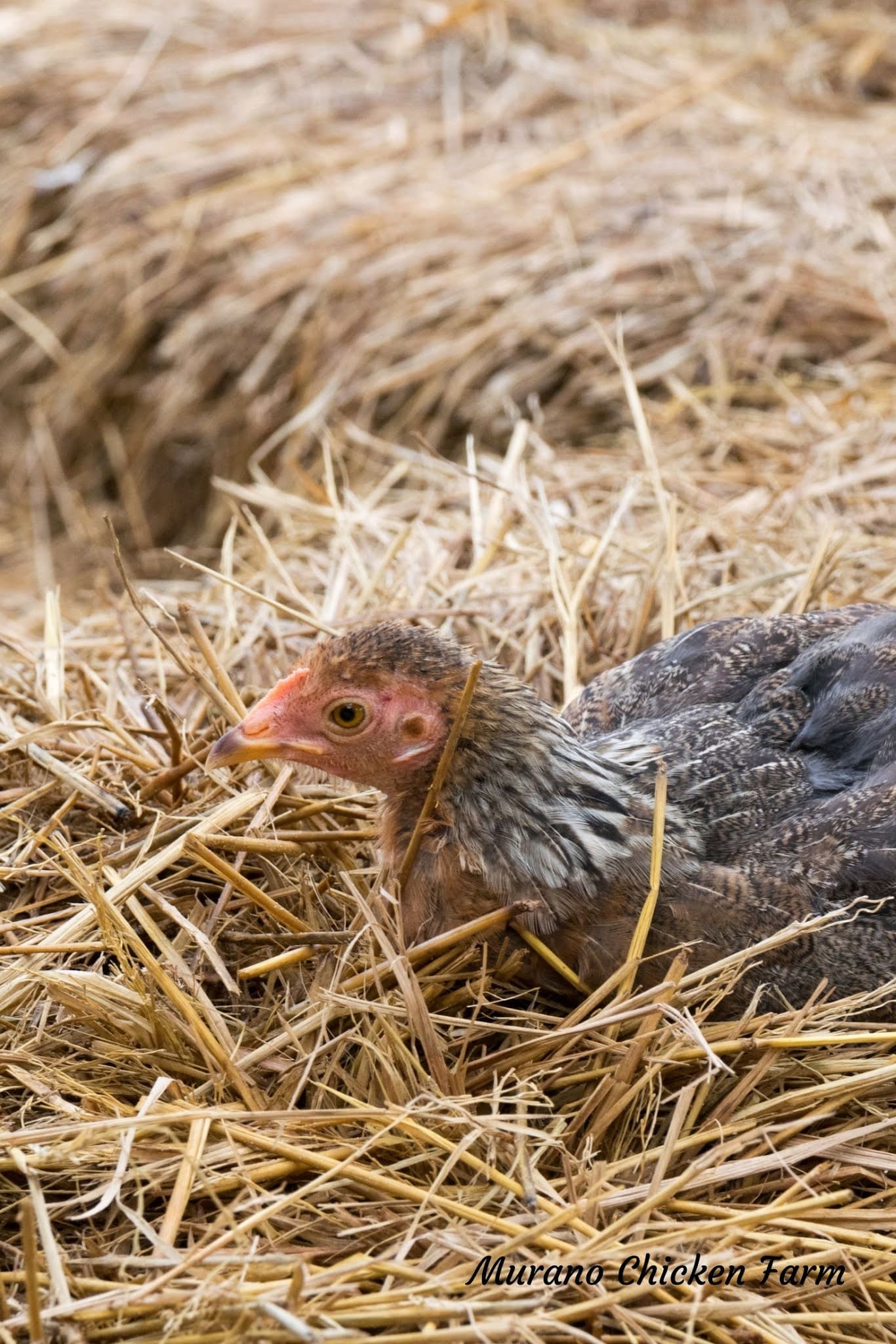 11 Genius Ways to Use Straw in Gardening That Go Way Beyond Mulch
