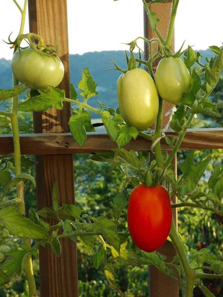 How to Prune Tomato Plants Like a Pro for Bigger, Juicier Harvests
