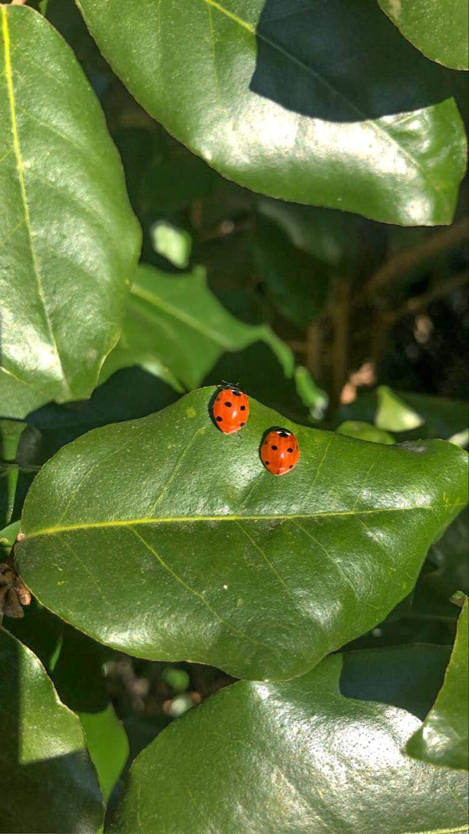 10 Beneficial Insects You Should Invite to Your Garden