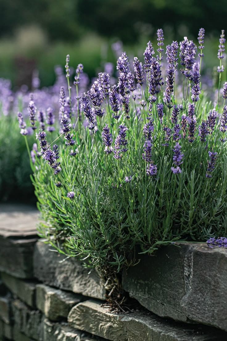 12 Wonderful Plants You Only Need to Plant Once and Enjoy for Years
