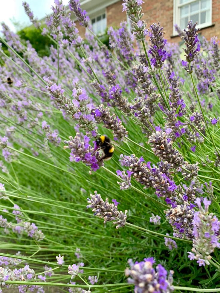 Here Are 10 Best Plants That Help Us Save Our Bees