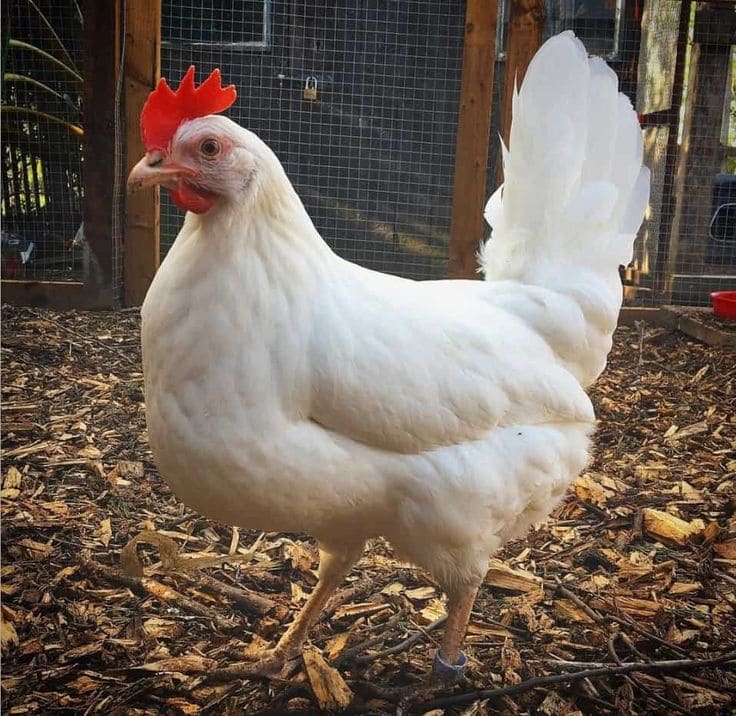 Top 10 Best Laying Hen Breeds for Fresh Eggs All Year Round