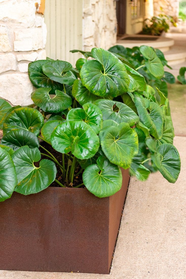 15 Shade-Loving Plants That Beat the Heat (And Still Look Gorgeous Doing It)