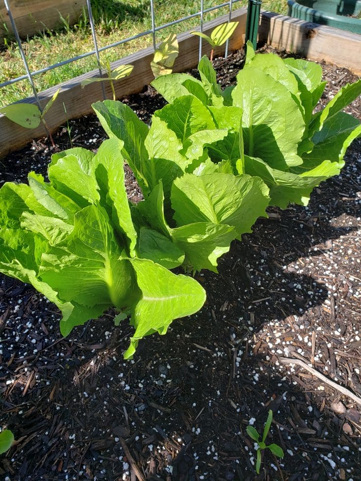 12 Vegetables That Grow Well in July (And Exactly How To Grow Them Right)