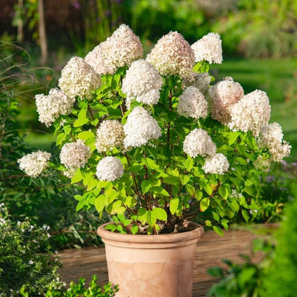 12 Popular Hydrangea Varieties Every Garden Lover Should Know