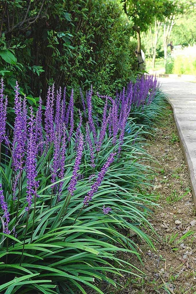 15 Shade-Loving Plants That Beat the Heat (And Still Look Gorgeous Doing It)