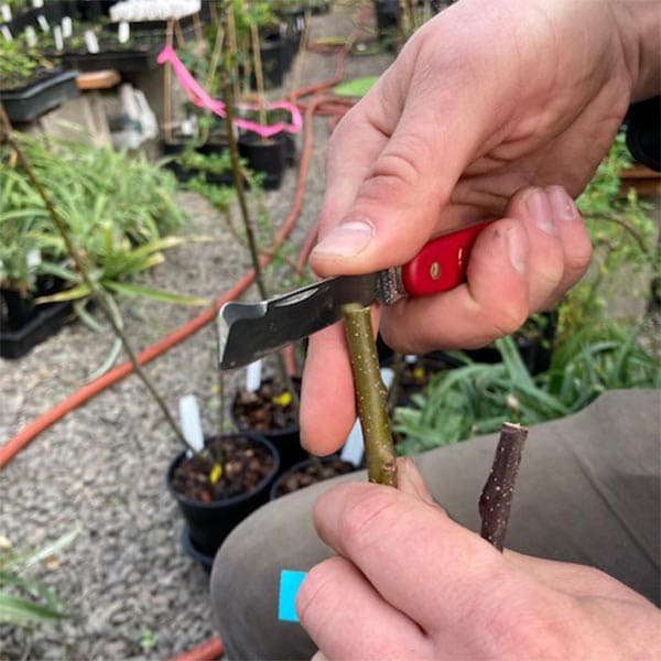 How to Graft a Rose Bush for Multi-Colored Blooms