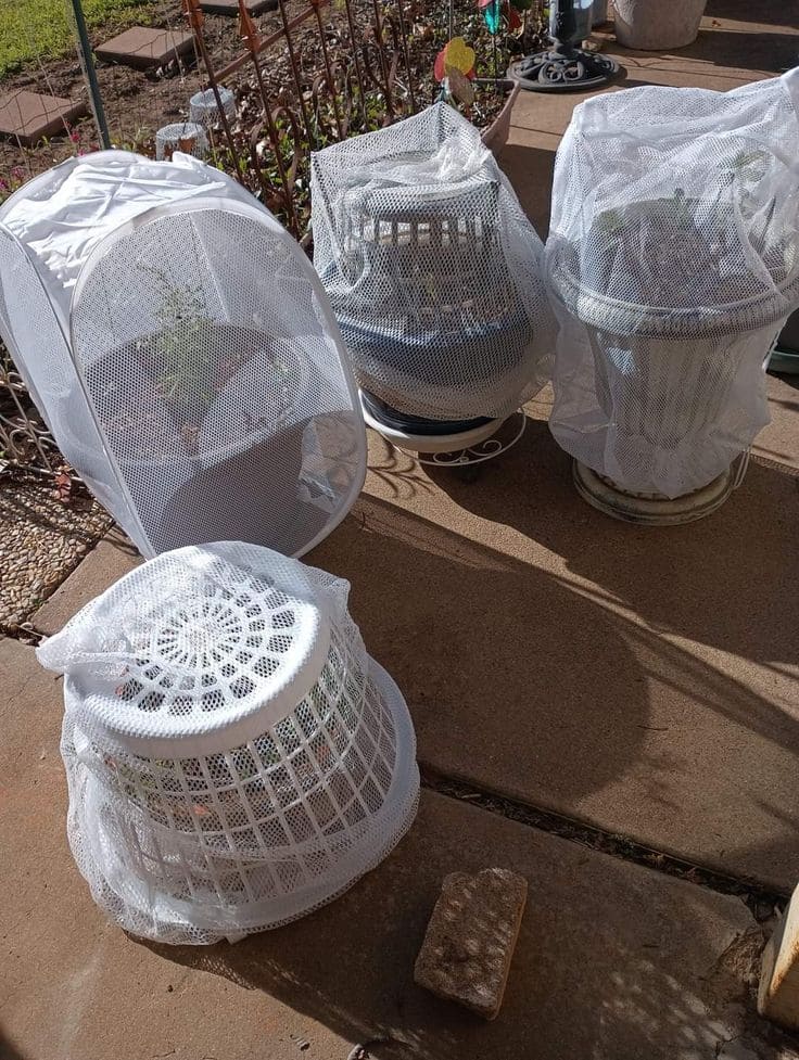 Mesh-Laundry Basket Mini Greenhouses