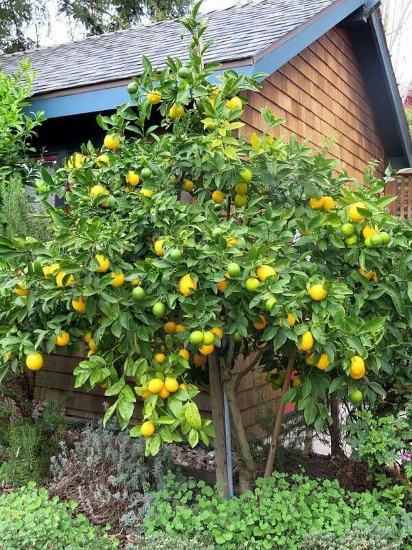 10 Fastest Fruit Trees That Will Reward You With Harvests in Just 1-2 Years