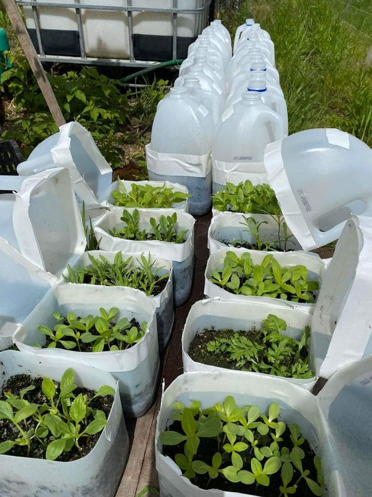 Milk Jug Mini Greenhouses