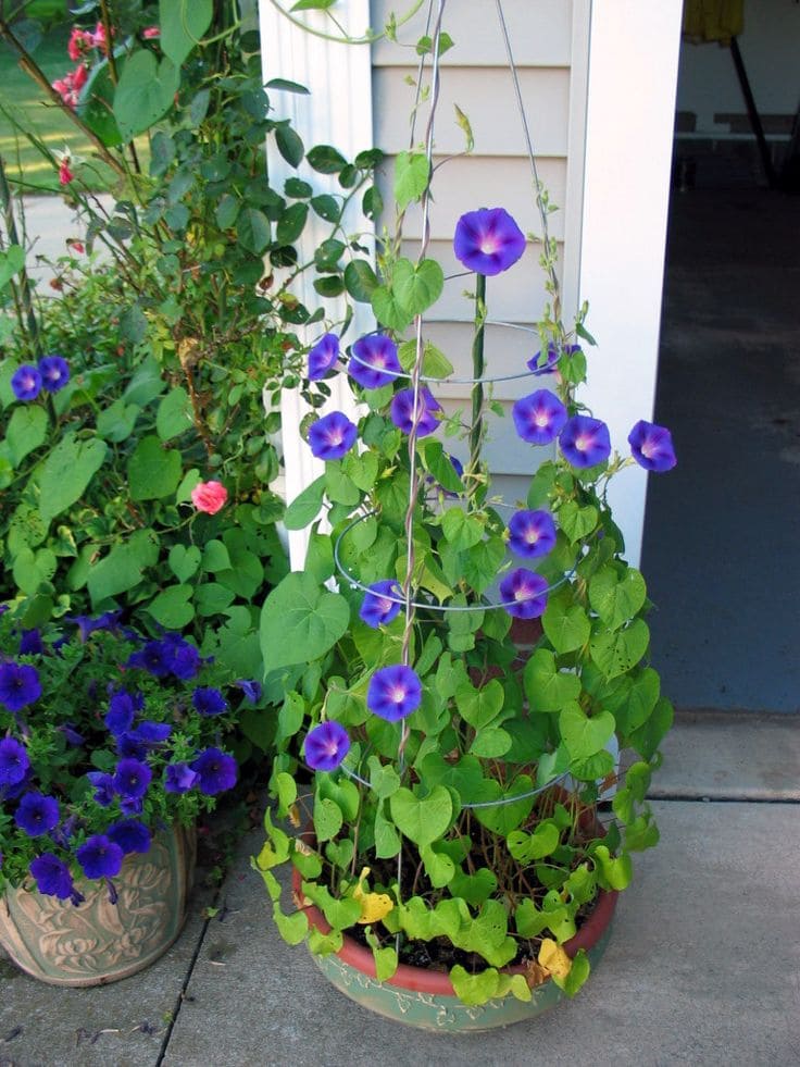 10 Fastest Growing Vines for Trellises That’ll Cover Any Space in No Time