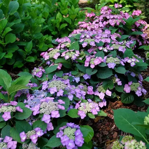 12 Popular Hydrangea Varieties Every Garden Lover Should Know