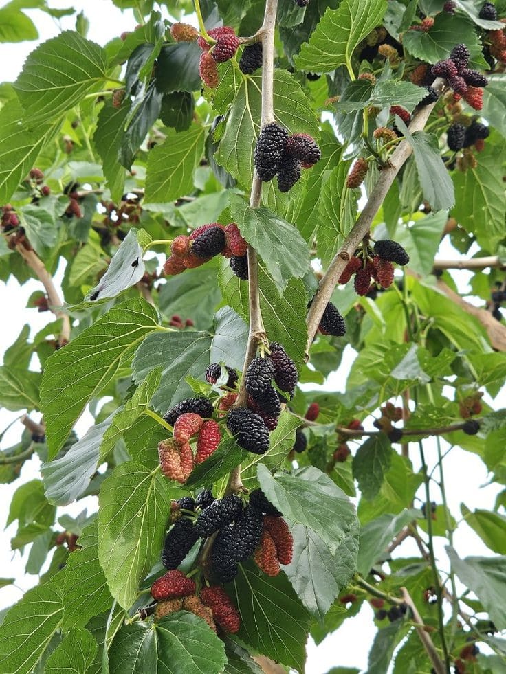 10 Fastest Fruit Trees That Will Reward You With Harvests in Just 1-2 Years