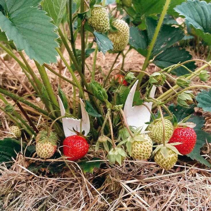 Here are 8 Super Tips to Grow Big And Juicy Strawberries