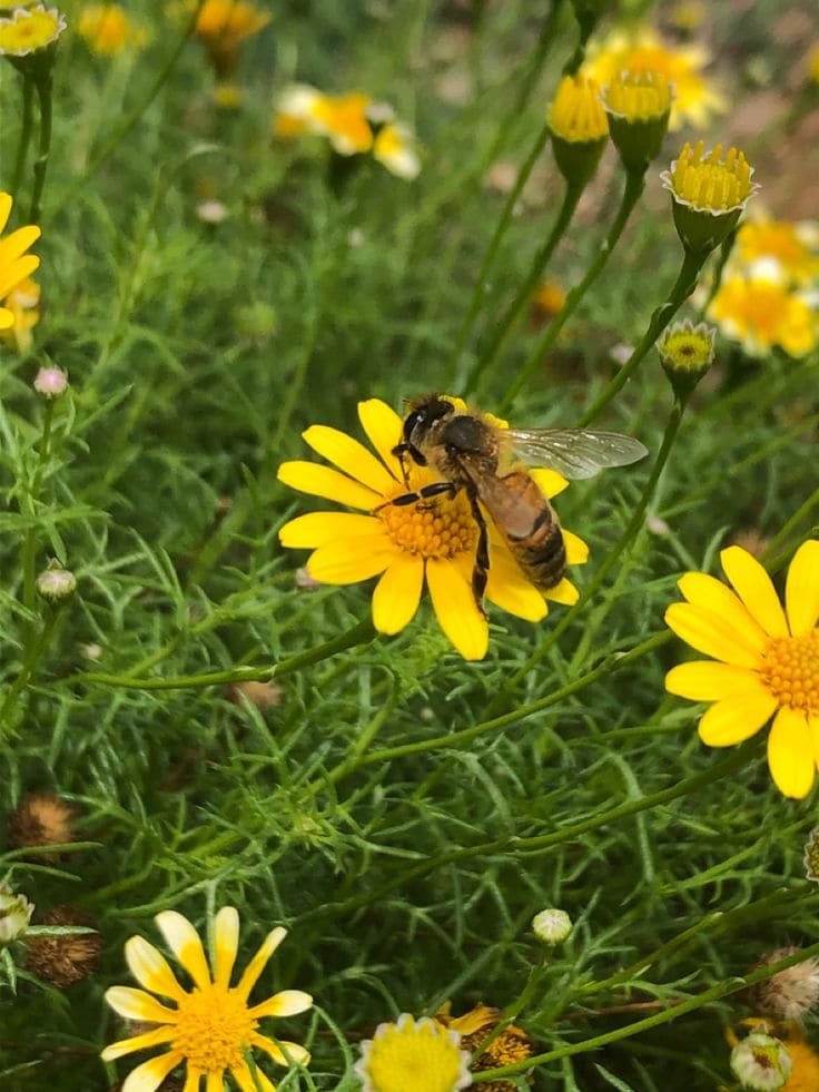 10 Beneficial Insects You Should Invite to Your Garden