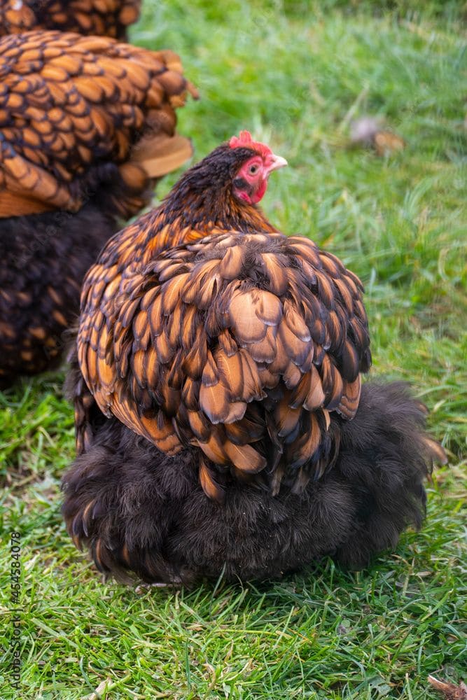 Top 10 Best Laying Hen Breeds for Fresh Eggs All Year Round