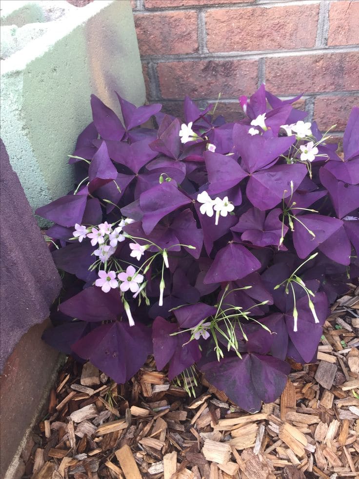 15 Shade-Loving Plants That Beat the Heat (And Still Look Gorgeous Doing It)