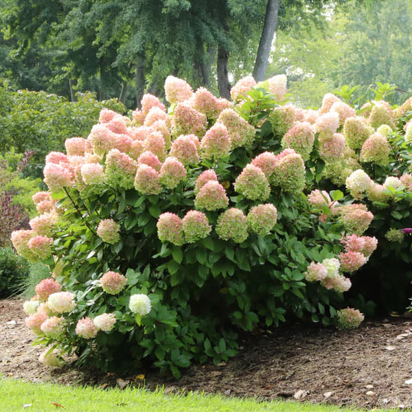 12 Popular Hydrangea Varieties Every Garden Lover Should Know
