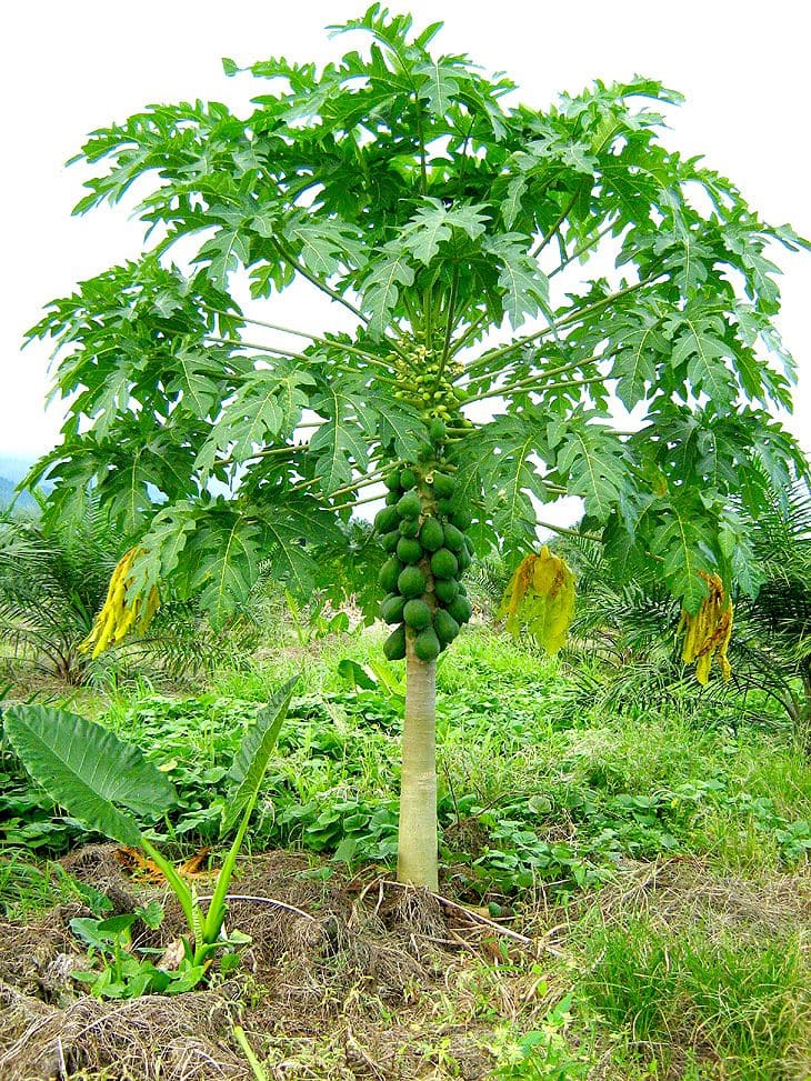 10 Fastest Fruit Trees That Will Reward You With Harvests in Just 1-2 Years