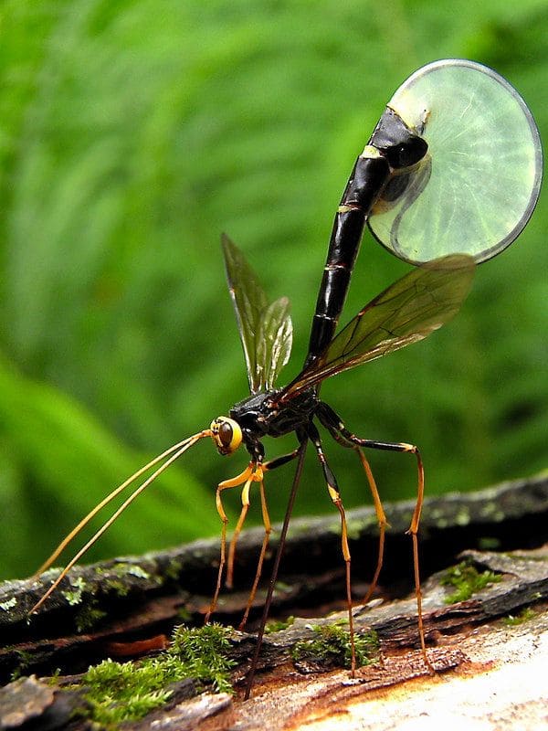 10 Beneficial Insects You Should Invite to Your Garden
