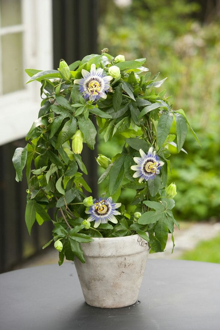 15 Indoor Fruit Plants That Bring Freshness Right to Your Home