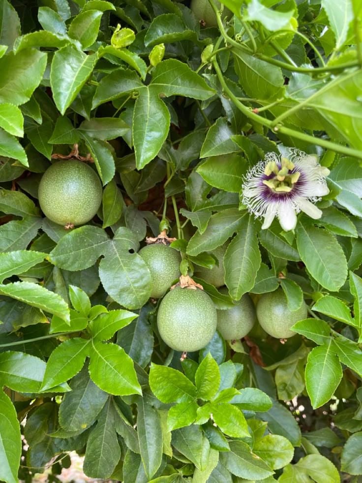 10 Fastest Fruit Trees That Will Reward You With Harvests in Just 1-2 Years