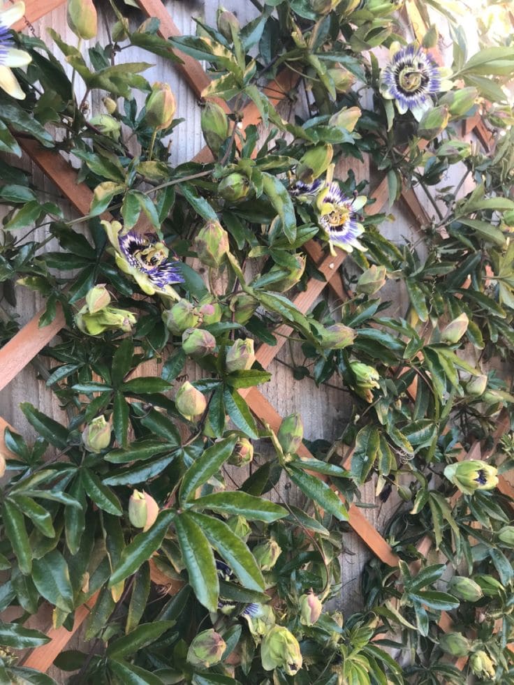 10 Fastest Growing Vines for Trellises That’ll Cover Any Space in No Time