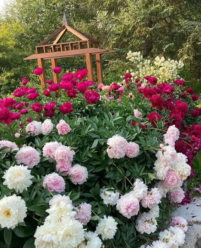 12 Wonderful Plants You Only Need to Plant Once and Enjoy for Years