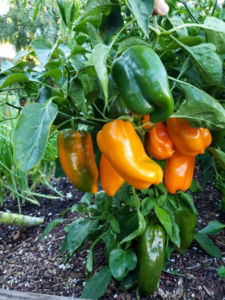 10 Plants Love Epsom Salt And How To Keep Them Thriving