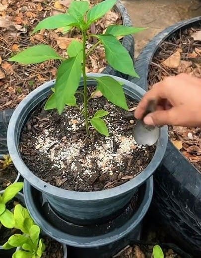 10 Plants That Grow Better With Crushed Eggshells Without Fertilizer