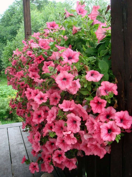 10 Plants Love Epsom Salt And How To Keep Them Thriving