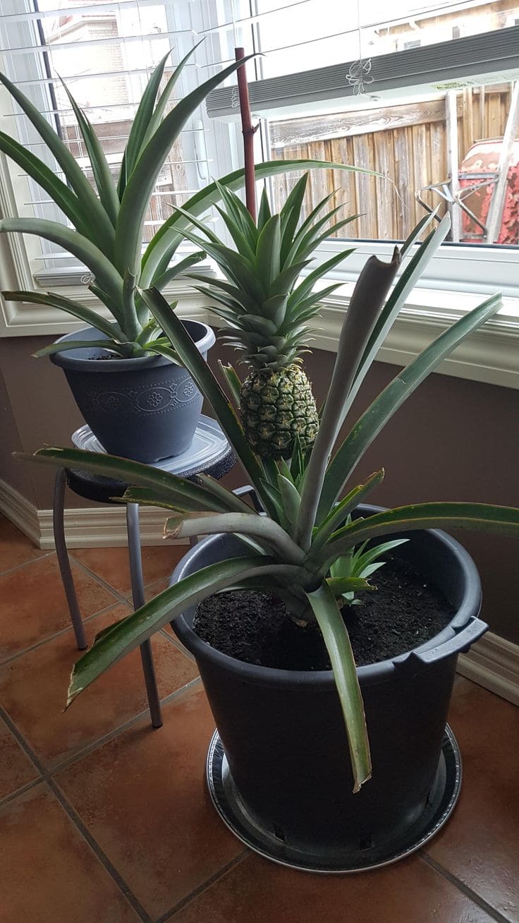 15 Indoor Fruit Plants That Bring Freshness Right to Your Home