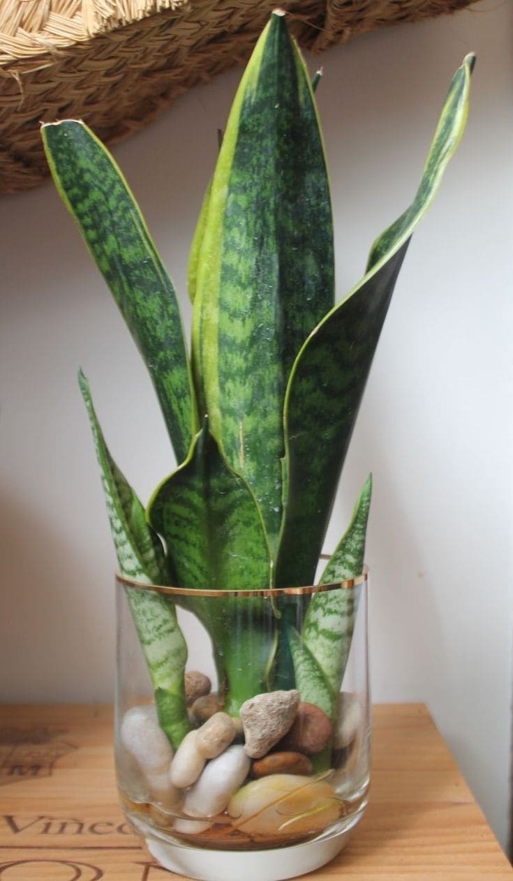How to Grow Snake Plants in Water Without Soil