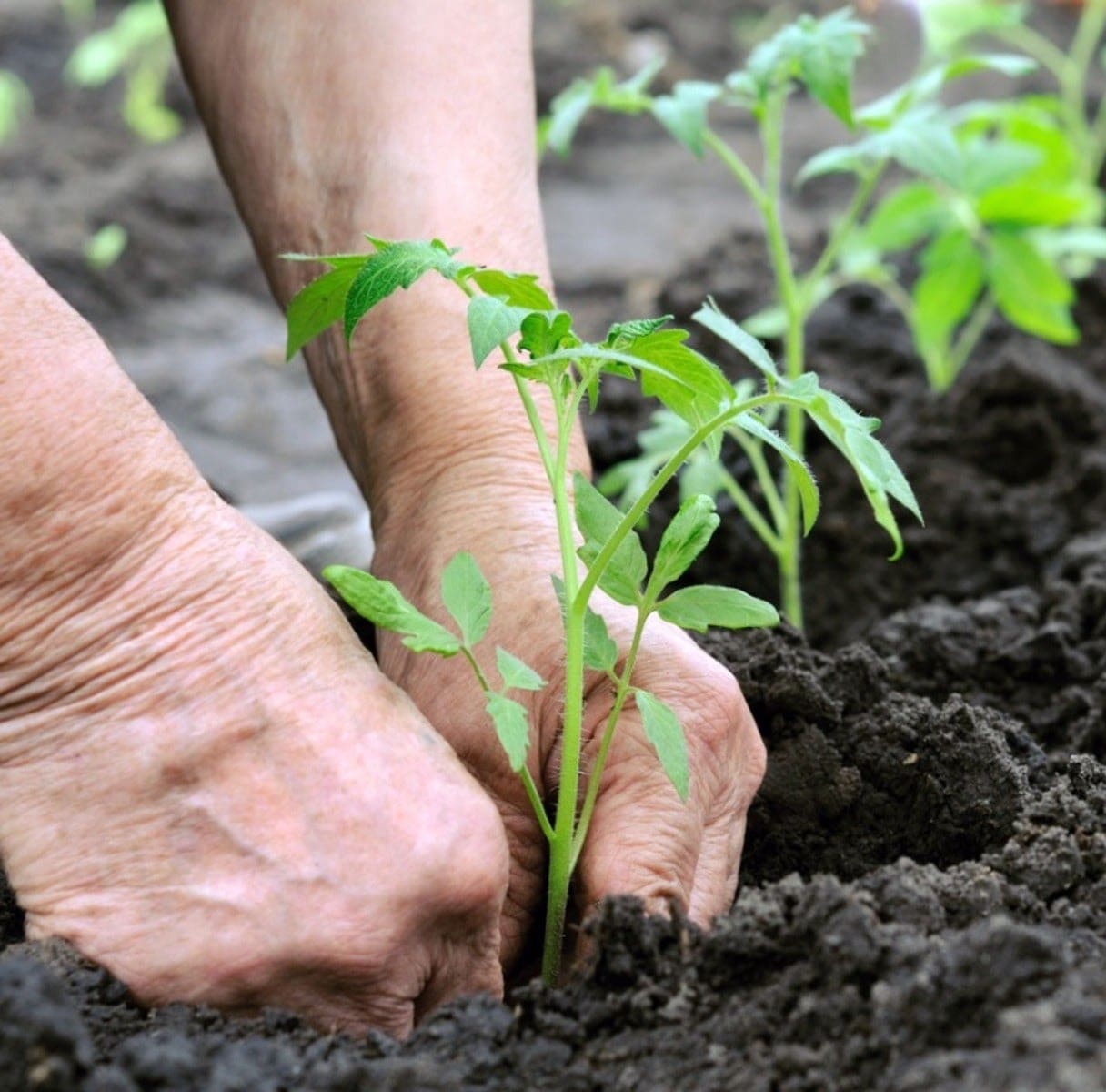 Following These 15 Tricks Helps You Harvest Brag of Tomatoes