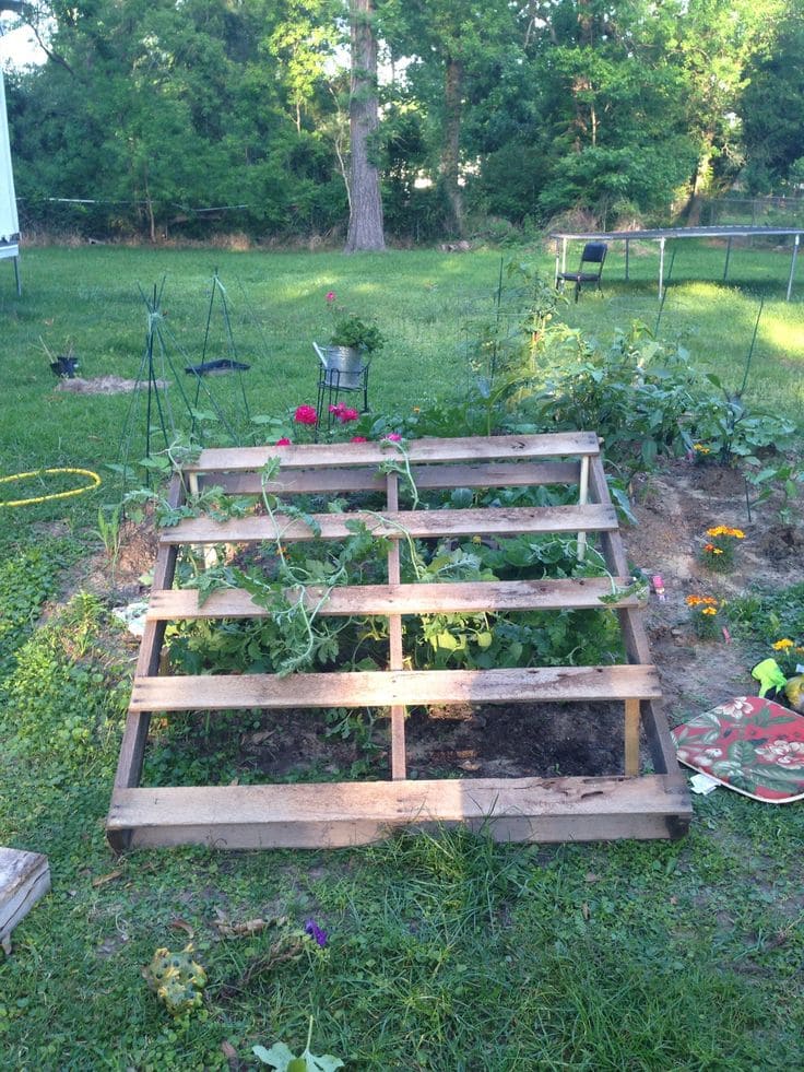 Here's A Simple Trick Makes Your Watermelon Sweeter, Juicier, and Easier to Grow