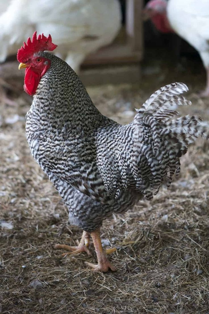 Top 10 Best Laying Hen Breeds for Fresh Eggs All Year Round